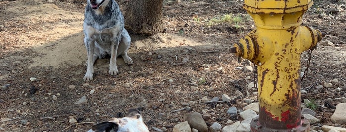 Carter Dog Park is one of Favorite Breckenridge Places.