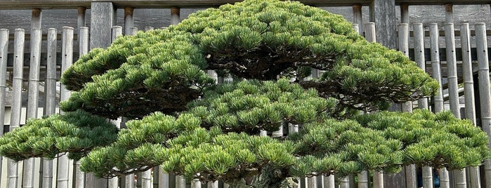 National Bonsai and Penjing Museum is one of Nation's Capitol.