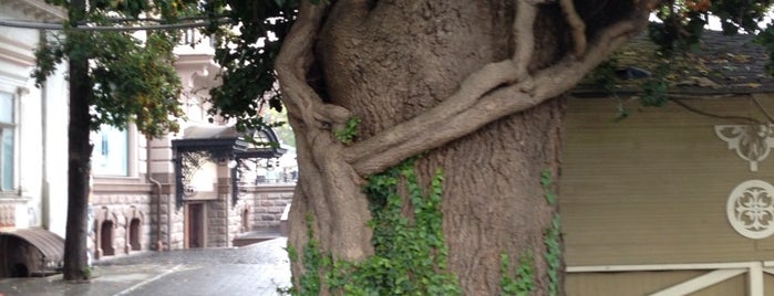 Старий Ясен Масарика / Old Ash Tree is one of สถานที่ที่ Алена ถูกใจ.