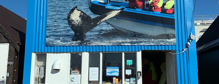 Salka Whale Watching is one of Iceland.