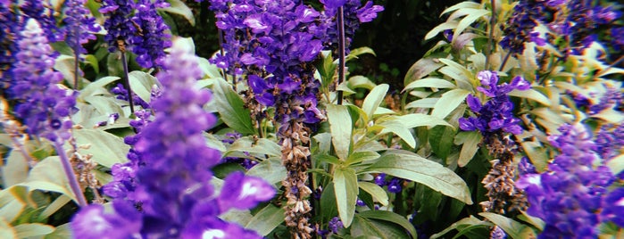 Cameron Lavender Garden is one of Cameron Highlands.