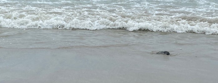 Playa Punta Mita is one of Tadashiさんのお気に入りスポット.