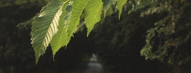 Jamaica North Trail is one of Running/Hiking Trails.