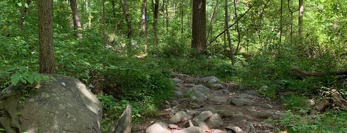 Baldpate Mountain is one of Best New Jersey Hikes.