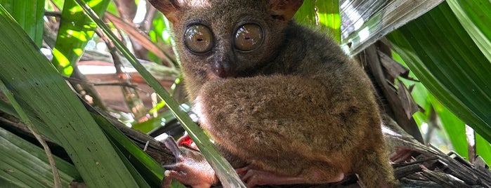 The Philippine Tarsier Conservatory is one of Lugares favoritos de Kunal.