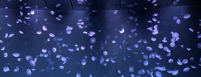 Jellyfish Tunnel is one of Tokyo 2020.