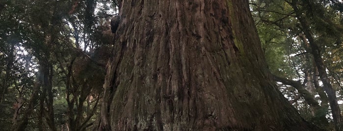 Methuselah Tree is one of Lugares favoritos de MI.