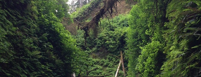 Fern Canyon is one of RV vacation.