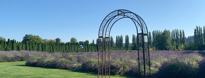 Woodinville Lavender is one of Things To Do 2016.