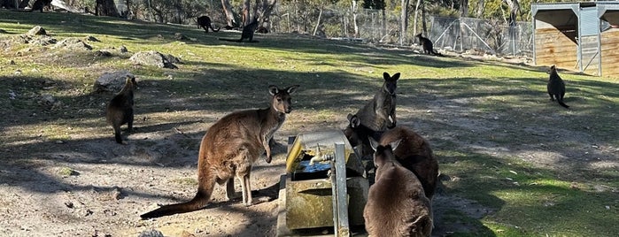 Cleland Wildlife Park is one of Great Family Holiday Attractions Around Australia.