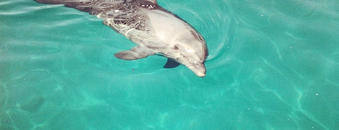 Dolphin Reef is one of Lutzkaさんのお気に入りスポット.