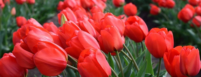 Skagit Valley Tulip Festival is one of Pacific Northwest.