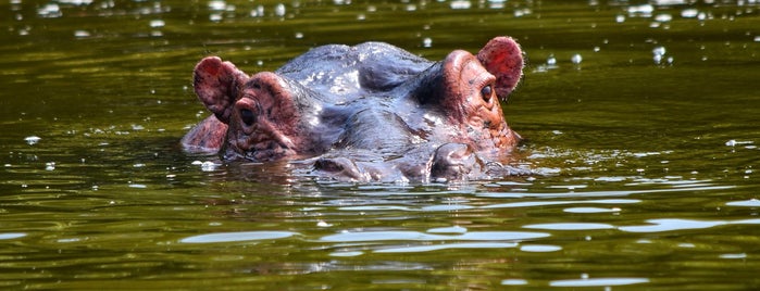 Lake Mburo National Park is one of Uganda be kidding me.