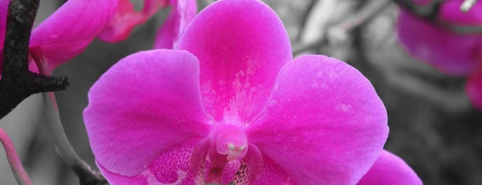 Sainamphung Orchids สวนกล้วยไม้สายน้ำผึ้ง is one of เชียงราย.