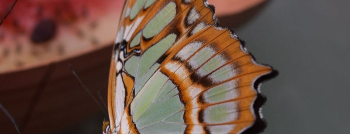 Monteverde Butterfly Garden is one of Costa Rica.