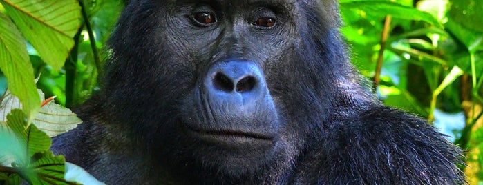 Bwindi Impenetrable National Park is one of Lugares favoritos de Alan.