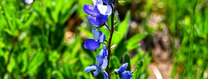 Palisades Trail is one of Outdoor To-Do’s.