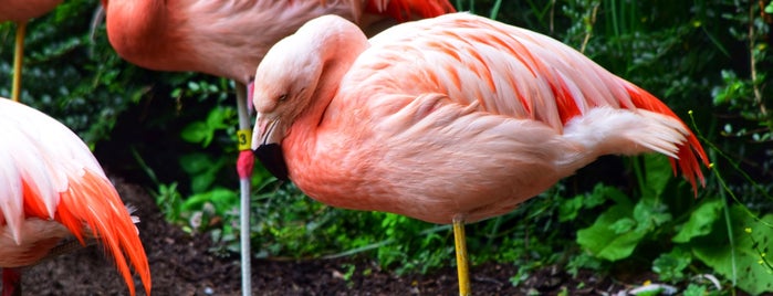Flamingos is one of Emylee : понравившиеся места.