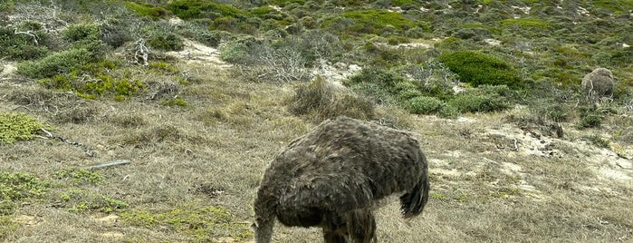 Cape Point Trail - Cape of Good Hope is one of Cape Town, South Africa.