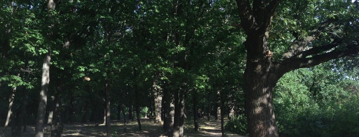 Полтавський міський парк (Дендропарк) is one of Poltava.