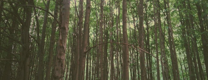 Измайловский лес is one of Tempat yang Disukai Diana.