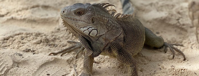 Iguana Beach is one of Orte, die Michelle gefallen.