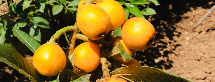 Hekimköy Serin Tepe is one of Nalan'ın Beğendiği Mekanlar.