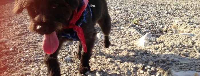 Alice Frost Kennedy Dog Park is one of Posti che sono piaciuti a Matthew.