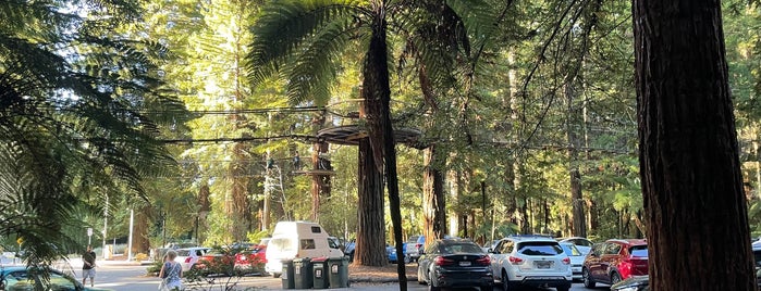 Redwoods Treewalk is one of Dan : понравившиеся места.