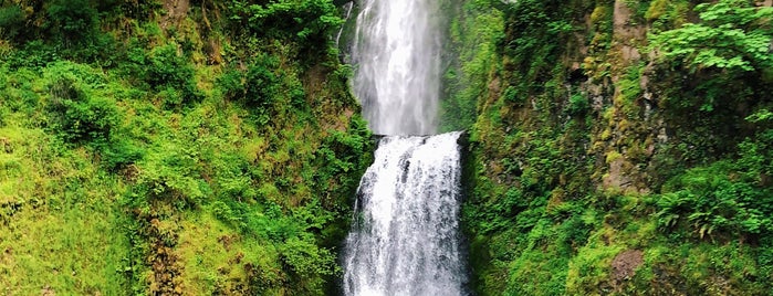 Multnomah Falls is one of Locais curtidos por Ashley.