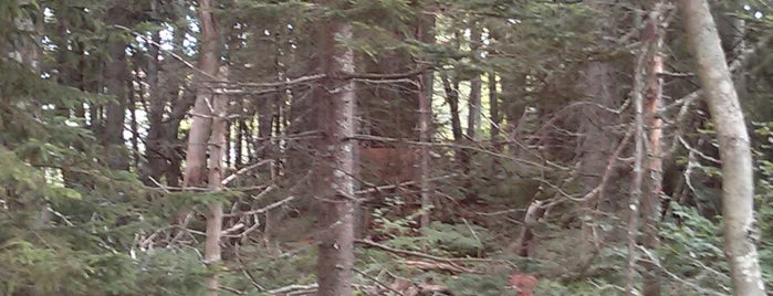 Mainland Linear Trail is one of Places to go in Halifax.