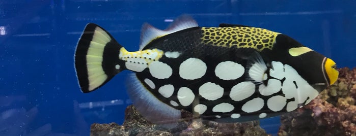 Pacific Aquarium & Pet is one of molly'un Beğendiği Mekanlar.
