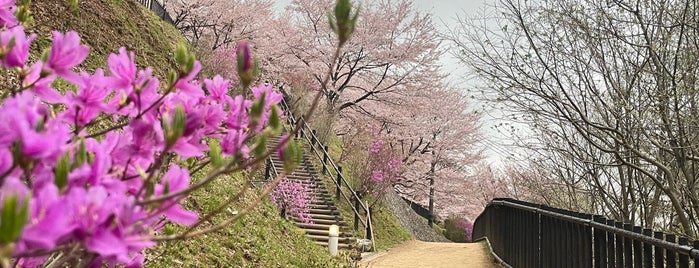 Chureito Pagoda is one of Korea/Japan Trip 2020.