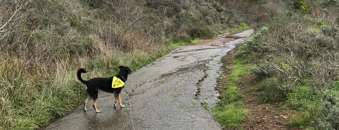 Coastal Trail is one of Dog Friendly SF.