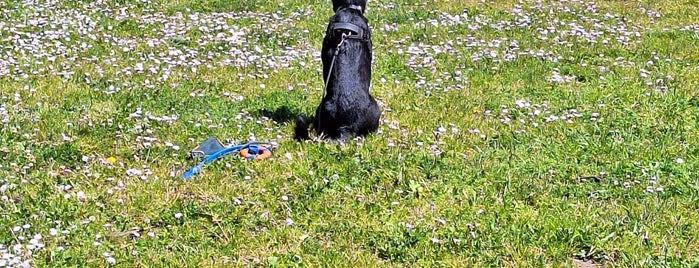 Stern Grove Dog Park is one of SF.