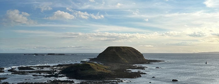 The Nobbies is one of Phillip island.