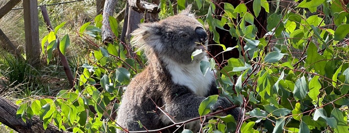 Phillip Island Wildlife Park is one of Australia.