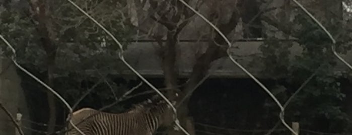 Grevy’s Zebra is one of สถานที่ที่ Edward Aníbal ถูกใจ.