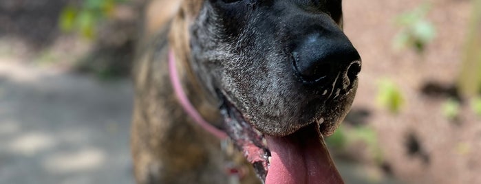 Newtown Dog Park is one of ATL's Best Dog Parks!!.