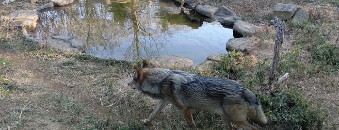 Gray wolf is one of Lieux qui ont plu à mayumi.