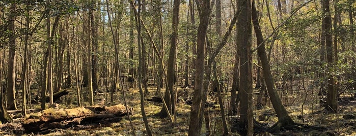 Congaree National Park is one of National Parks.