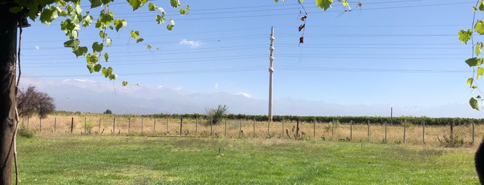 Zorzal Wines is one of Mendoza.