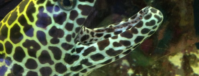 Seascape Aquarium & Pet Center is one of Florida.