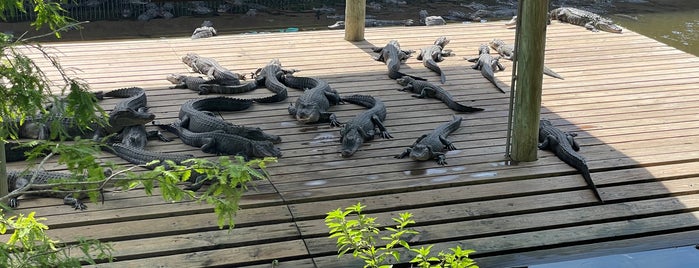 Gatorland is one of Lugares favoritos de Mike.