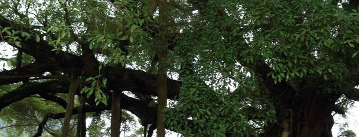 Banyan Tree Scenic Park is one of Tempat yang Disukai Andrew.