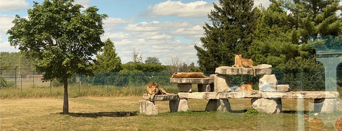 African Lion Safari is one of Road trip to Montreal.