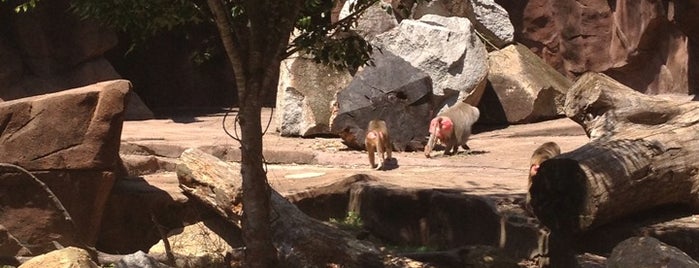 Baboons is one of Lugares favoritos de Lizzie.