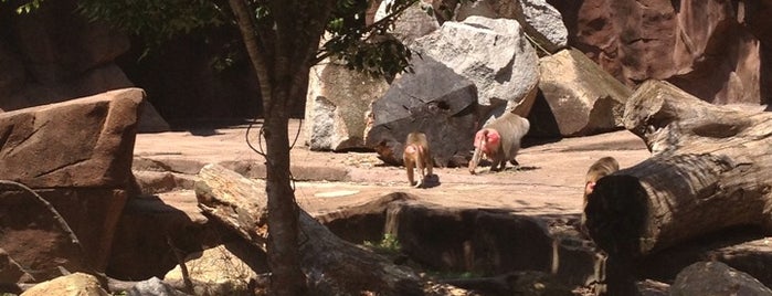 Baboons is one of Orte, die Lizzie gefallen.