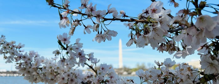 National Cherry Blossom Festival is one of DC.