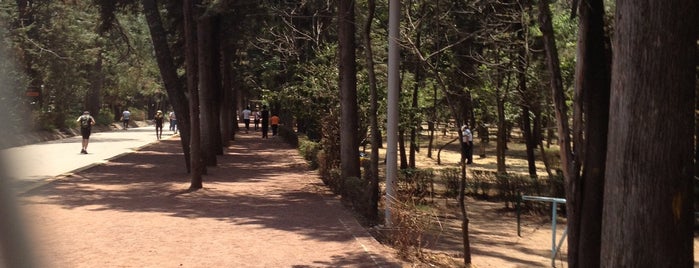 Pista del Bosque De Tlalpan is one of Mayte : понравившиеся места.